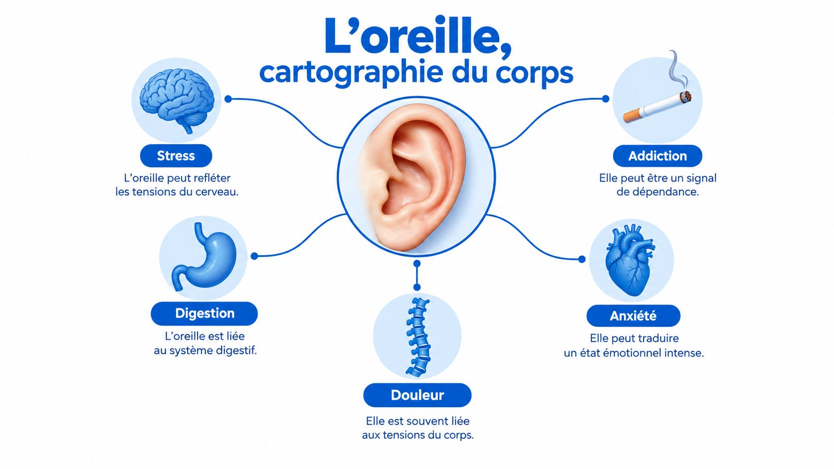 Schéma illustrant les liens entre certaines parties de l'oreille et divers organes ou états du corps humain.