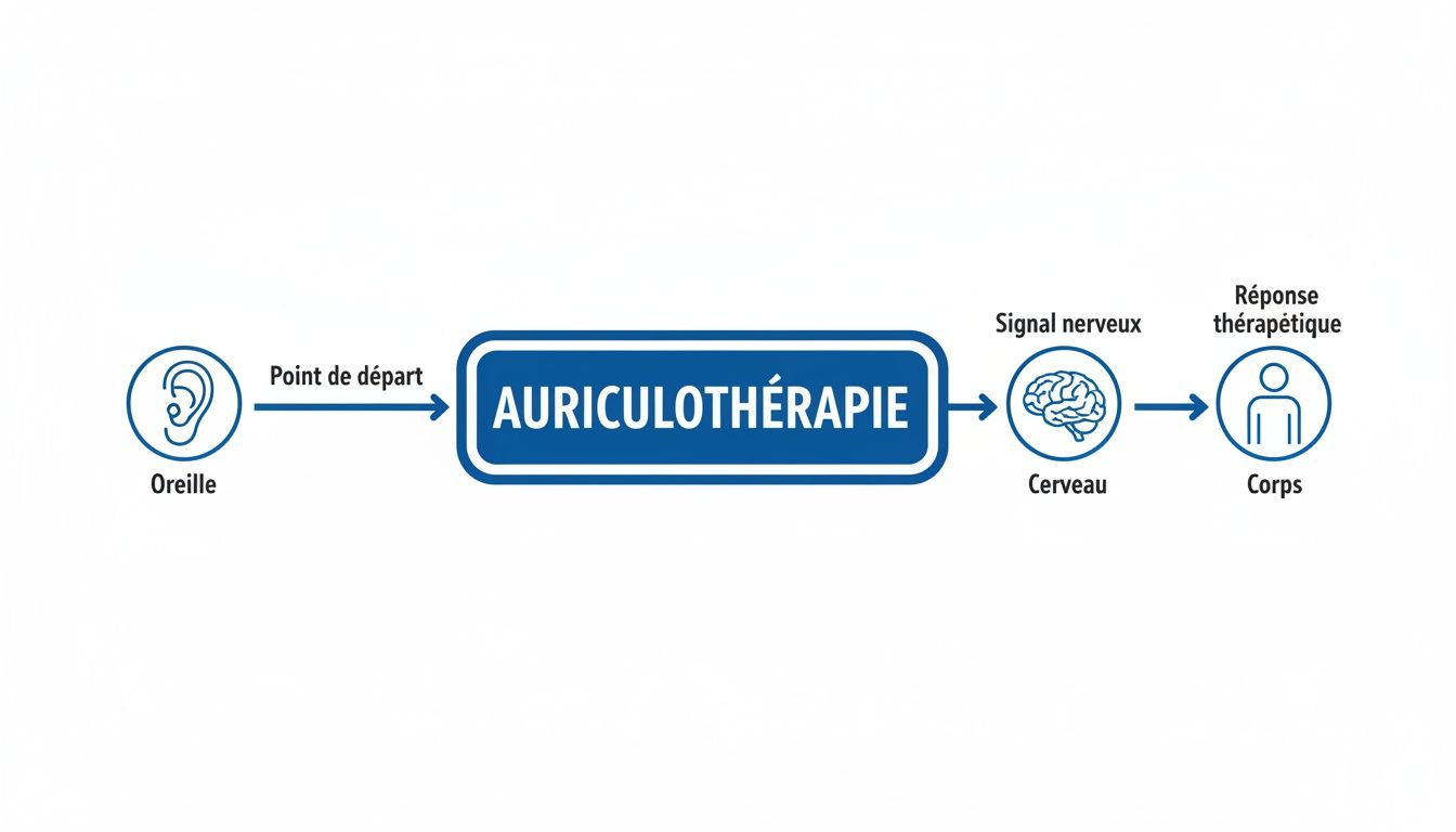 Points auriculothérapie pour addictions explication du protocole NADA 3 Diagramme illustrant l'auriculothérapie: de l'oreille, un signal nerveux atteint le cerveau pour une réponse thérapeutique dans le corps.