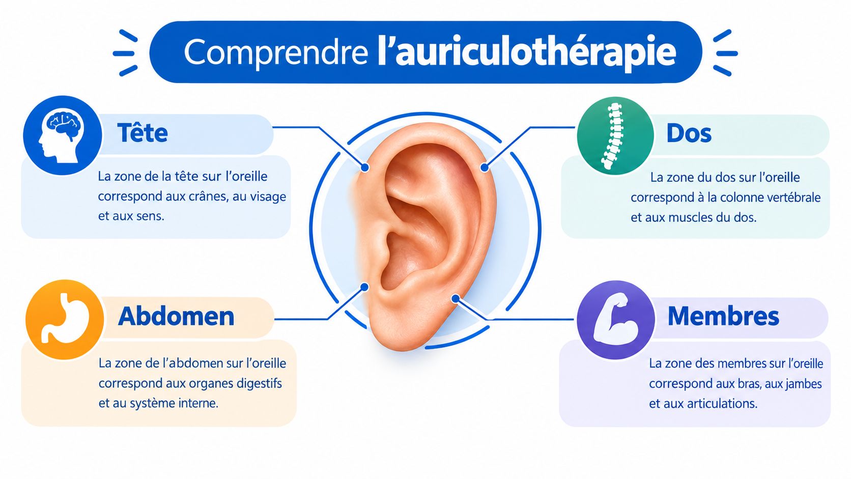 Schéma explicatif de l'auriculothérapie montrant les zones de l'oreille liées à la tête, au dos, aux membres et l'abdomen.