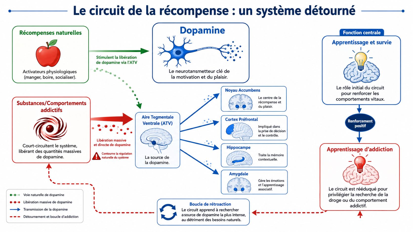 Schéma illustrant le circuit de la récompense et son détournement par les mécanismes de l'addiction cérébrale.