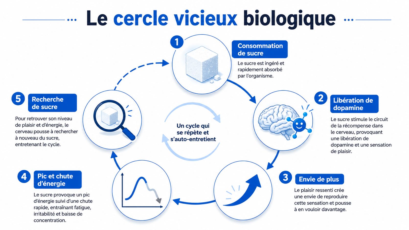 Schéma illustrant le cercle vicieux biologique de la dépendance au sucre en cinq étapes clés.