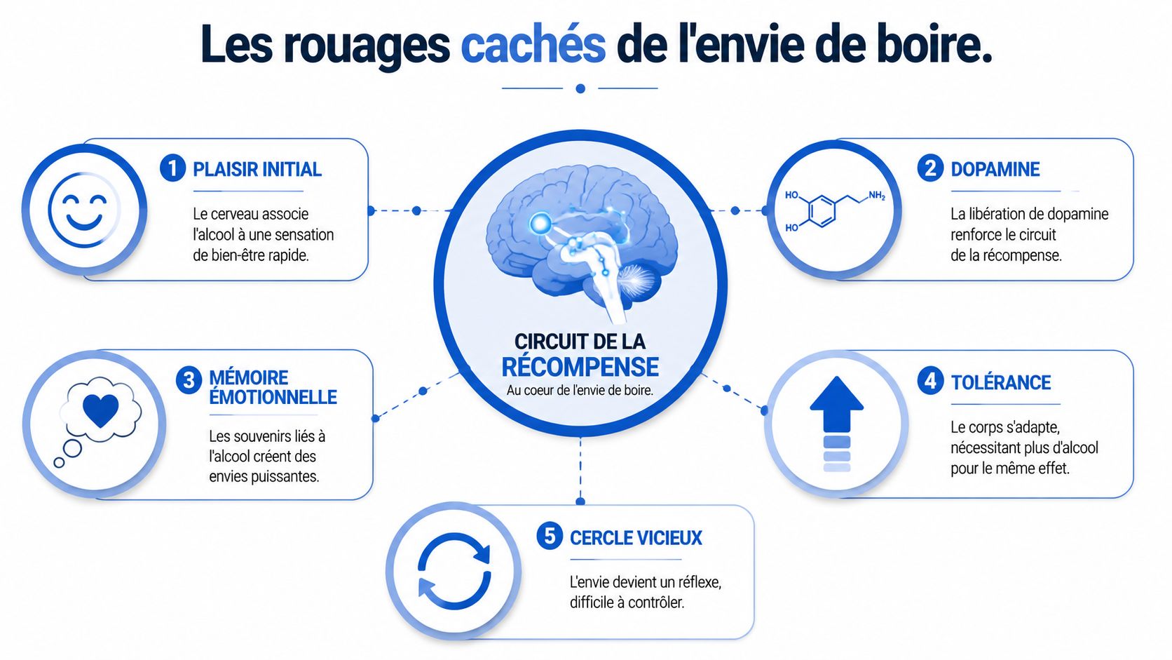 Schéma explicatif des mécanismes neurologiques du circuit de la récompense liés à l'envie de consommer de l'alcool.